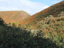 The long mynd