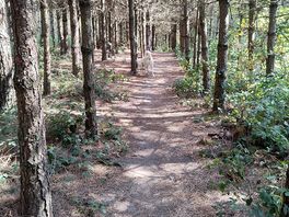 Forest path