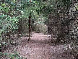 Woodland area