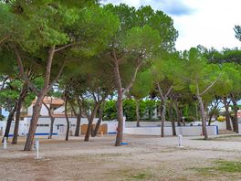 Pine-shaded pitches
