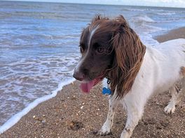 Our dog enjoying the local beach