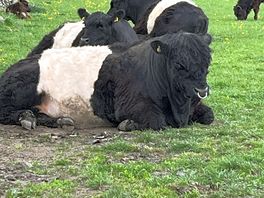 Local animals/scenery