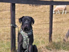 Tank watching the sheep