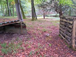 Walk in the woods
