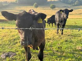 Inquisitive calfs