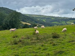 Nearby sheep