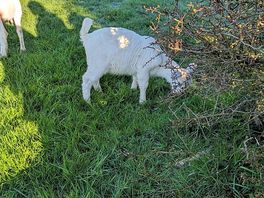 Goats