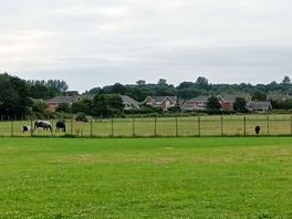 Views of the horses