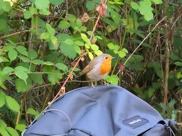 Robin came to visit