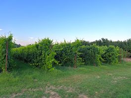 Vineyards