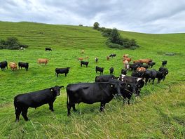 Cows on the field next to the site