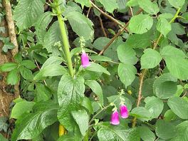 Wild flowers