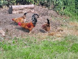 Hector and his wives
