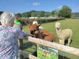 Meet the alpaca