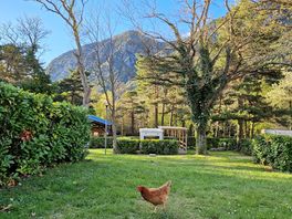 View from the pitch - with chicken visitor