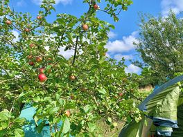Camping in an apple orchard, 2/3
