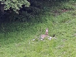 Natura incontaminata, durante una passeggiata abbiamo incontrato un castoro , stupendo.