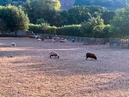 Our neighbours for the evening..