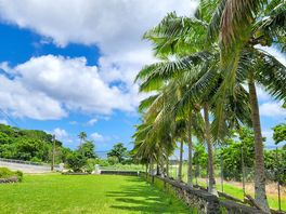 Palm-shaded camping area