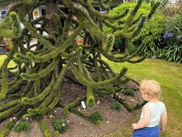 Monkey tree!