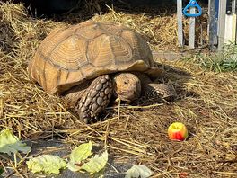 Hissy the tortoise