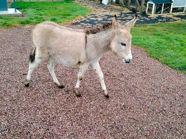 Little donkey.