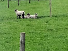 Lovely lambs
