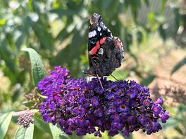 Another red admiral