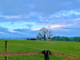 Alpacas on the farm