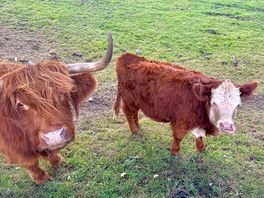 Neighbours