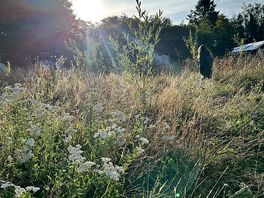 Meadow