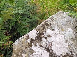 Feature of site