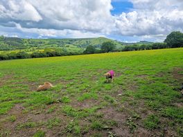 Chester and rosie enjoying the view.