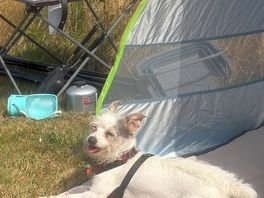 Pet friendly