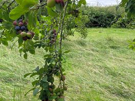 Orchard area
