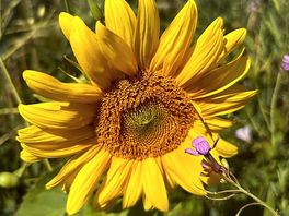 Sun flower field