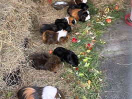 Guinea pigs