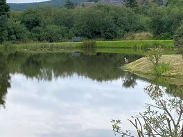 The heron that visited every evening