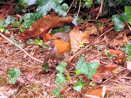 Beautiful birds that visit every morning to say hello from robins to blue tits,to swallows.