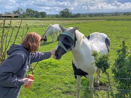 The horses in the field next door