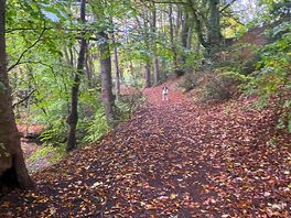 Local woodland