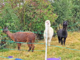 Animals
