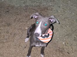 Milly enjoying the forest trails at night