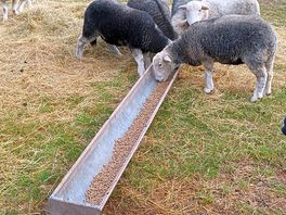 Feeding the lambs