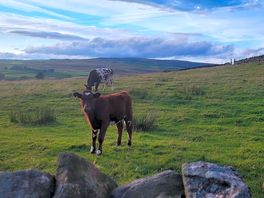 Cows
