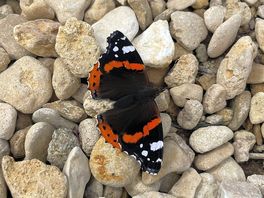 Butterfly landed whilst we was playing golf