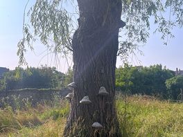 Tree on site