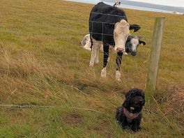 Friendly cows