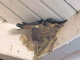 Swallows 🥰