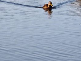 The friendly ducks coming to say hello